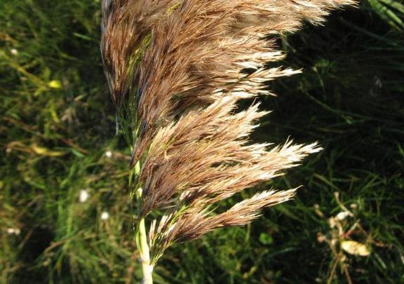 Province set to spend $16 million over three years to manage invasive plants post image