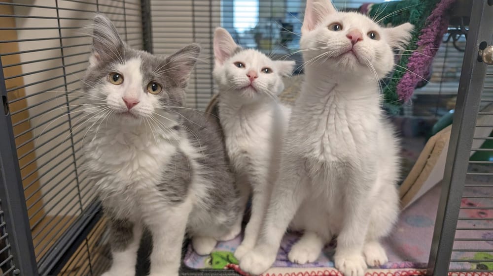 Kitten adoption event this week at Guelph PetSmart post image