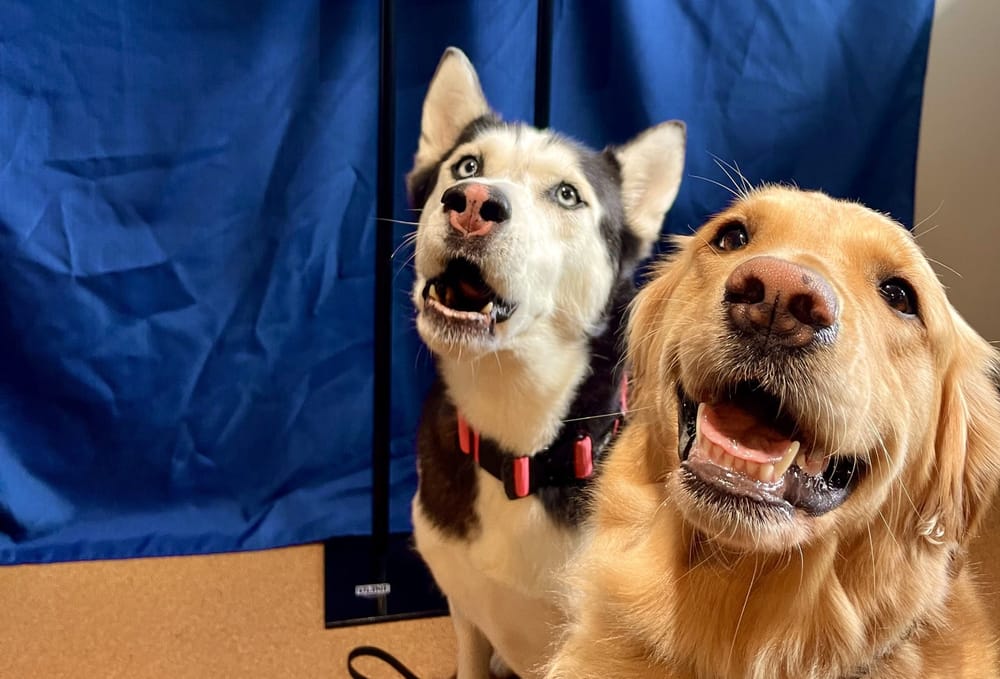 Dog donors help fellow pooches through blood donor clinic at Erin veterinary hospital post image