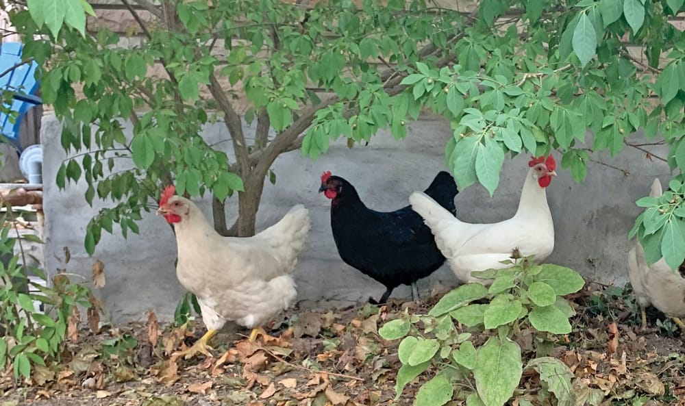 Township residents want fewer restrictions on backyard chickens post image