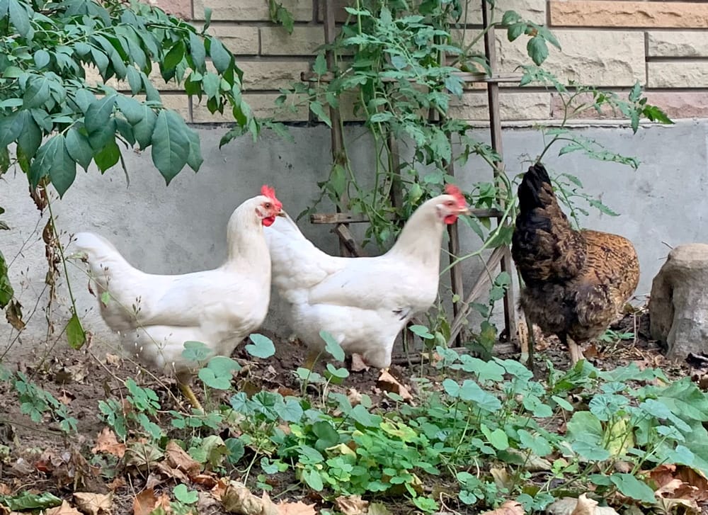 Guelph/Eramosa council passes domestic poultry bylaw post image