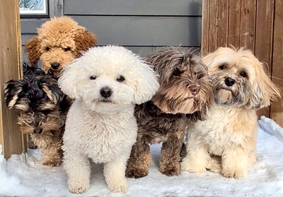 Elora Doggy Daycare pups welcome the cold post image