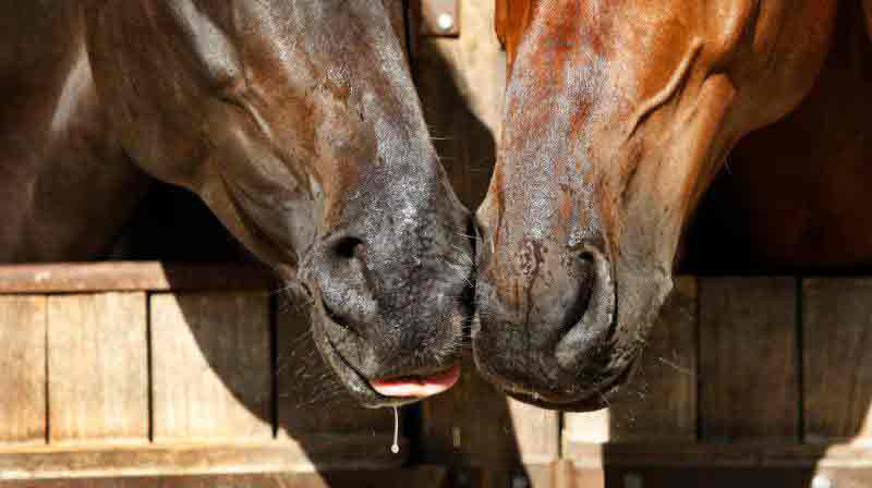 Equine Guelph relaunches biosecurity risk calculator in partnership with Equine Disease Communication Center post image