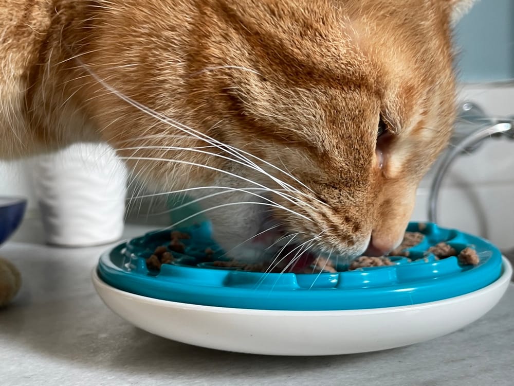 OPINION: Prioritizing pet health over politics post image