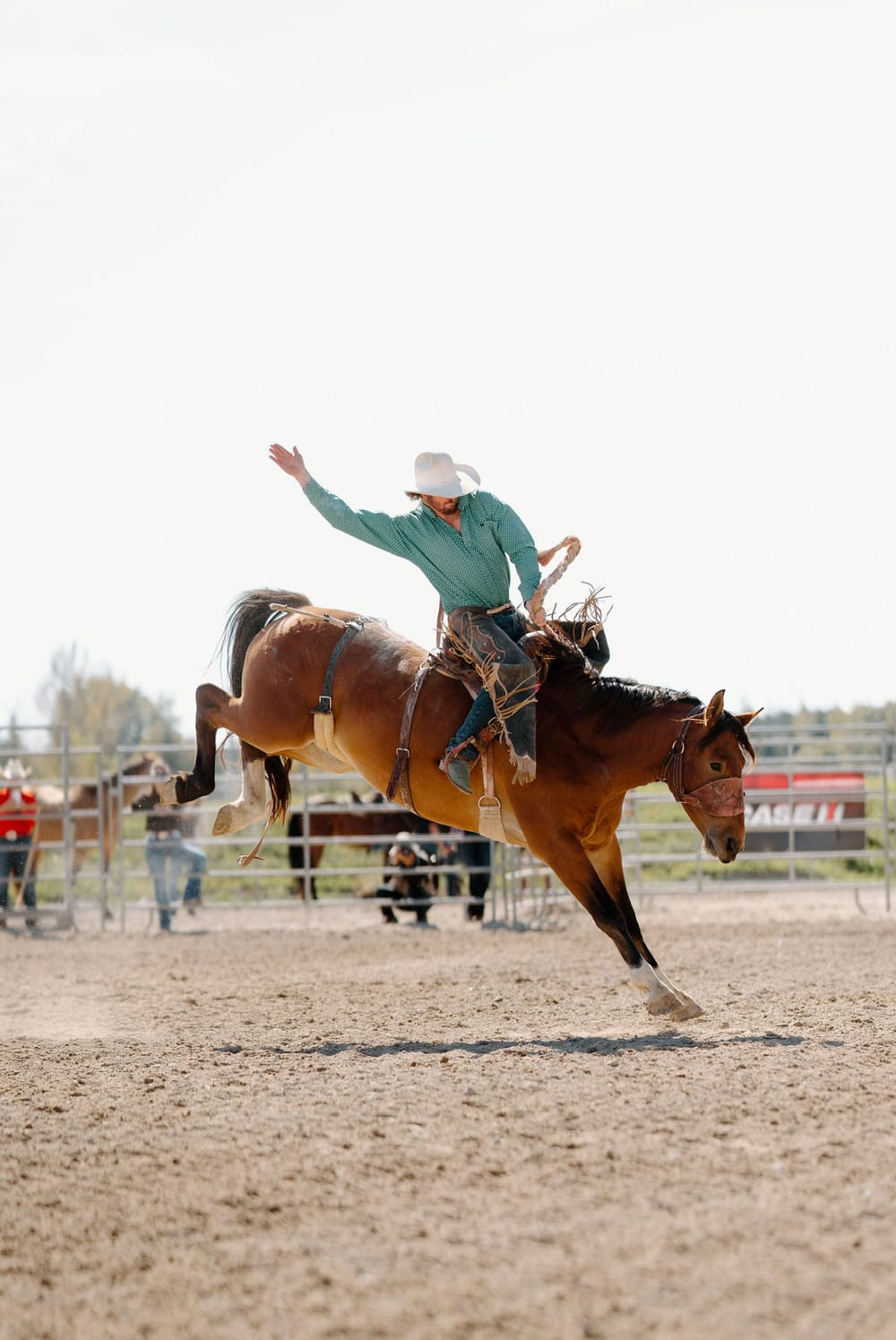 Mapleton’s Mitchel Walker has dream RAM Rodeo season post image