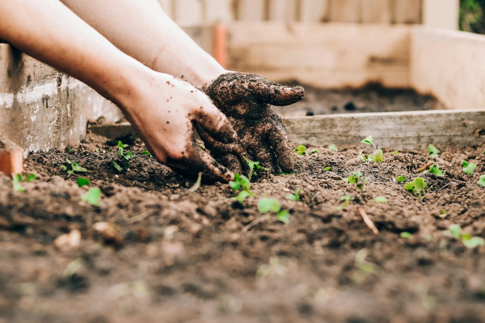 Occupational therapist offers 10 tips for safe and healthy gardening post image