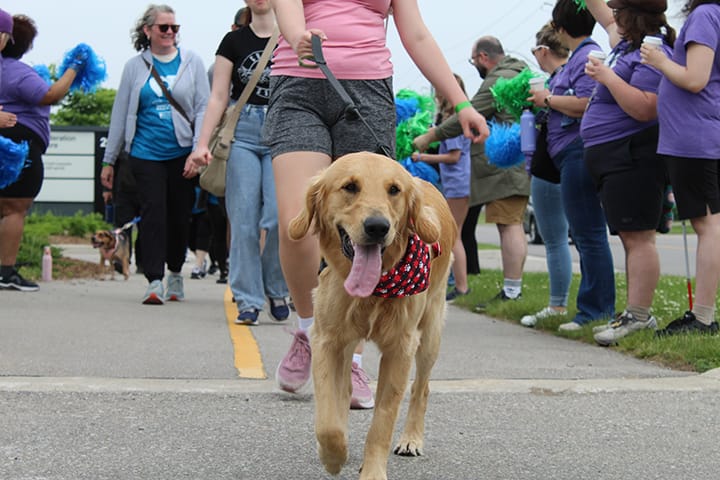 Humane Society raises $64,000 with walk-a-thon post image