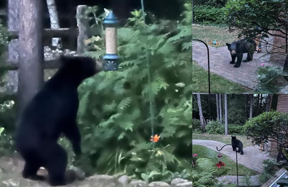 Police issue safety tips after bear spotted in Erin post image