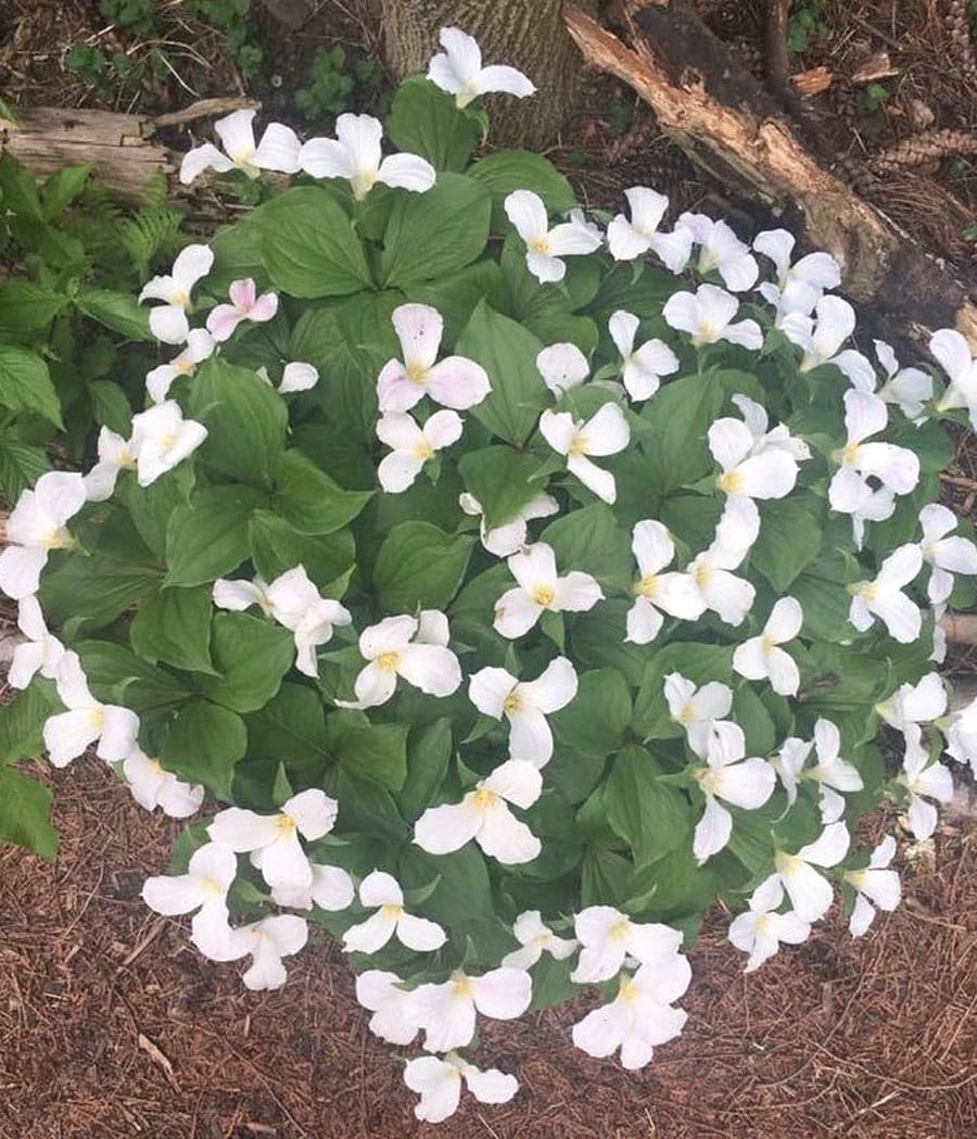 Finding solace in the soil: the healing power of a grief garden post image