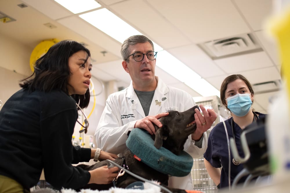 Forensic vet teaches students to identify, report animal abuse/neglect post image