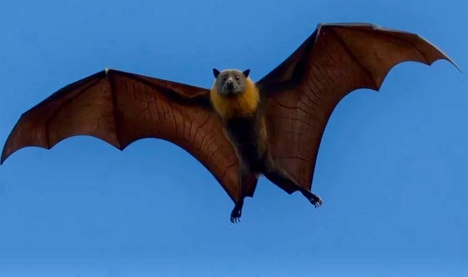 Bat found in Centre Wellington tests positive for rabies post image