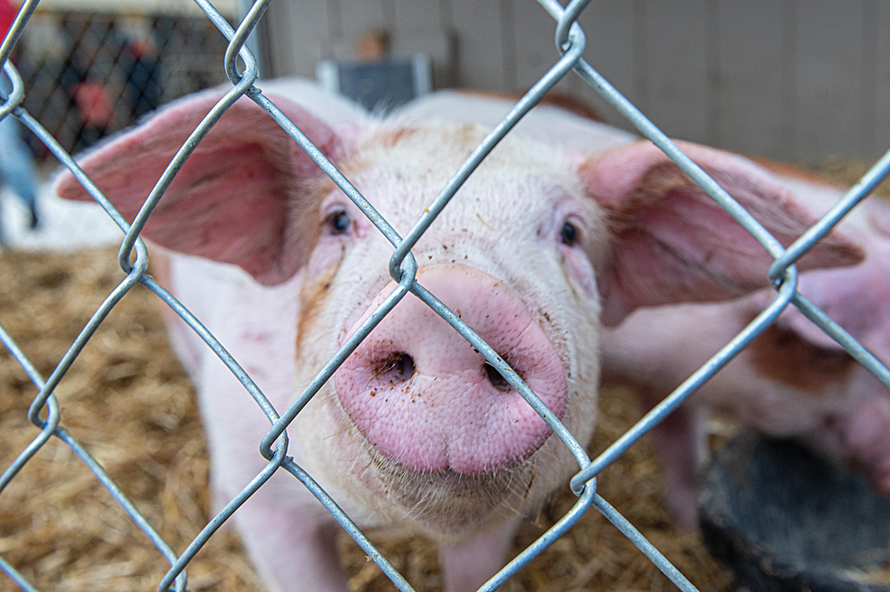 Fall fair fun returns to Erin next weekend post image