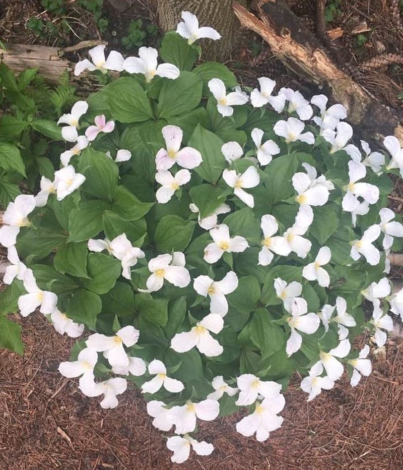 Finding solace in the soil: the healing power of a grief garden post image