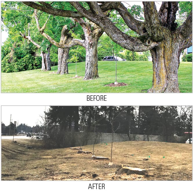 County: removed trees posed ‘safety risk to the public’