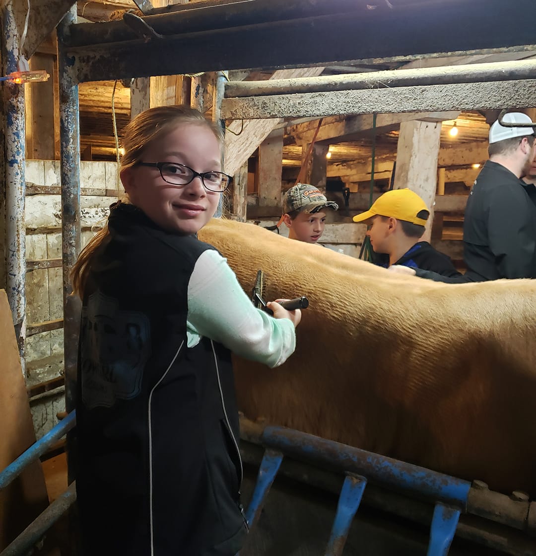 Eramosa Beef Club learns about grooming calves