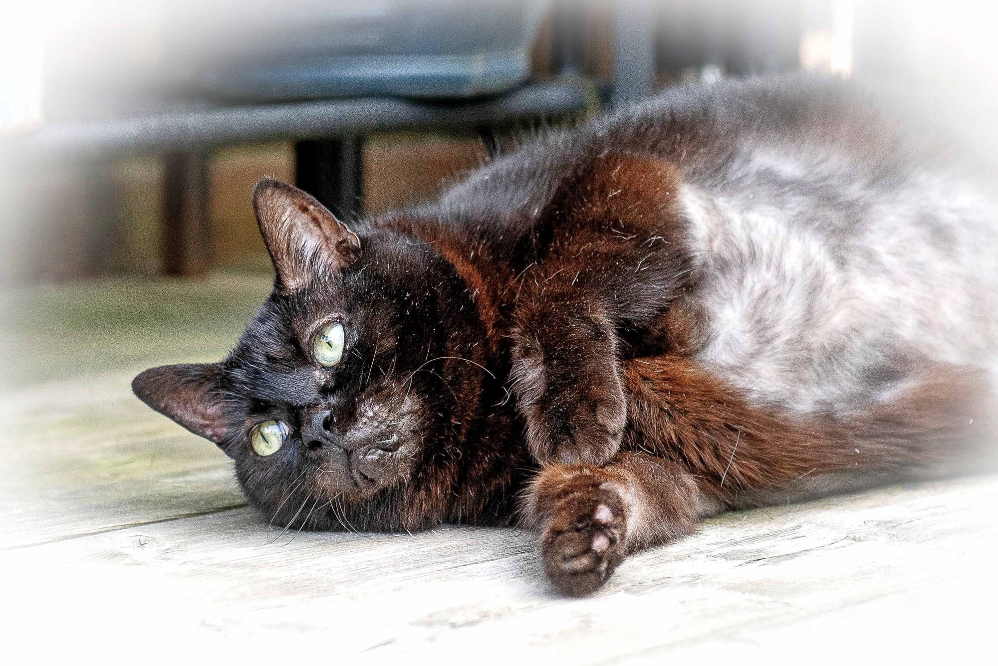 Guelph Humane Society shares that cat found in blue tote bin is now available for adoption