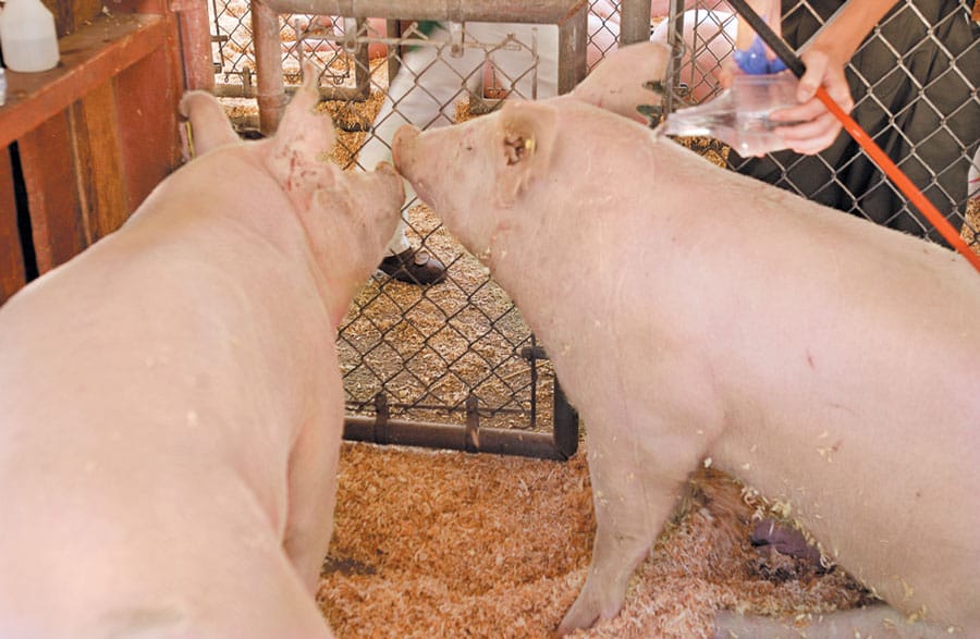 Local pork, beef producers apprehensive over Chinese ban, industry leaders state