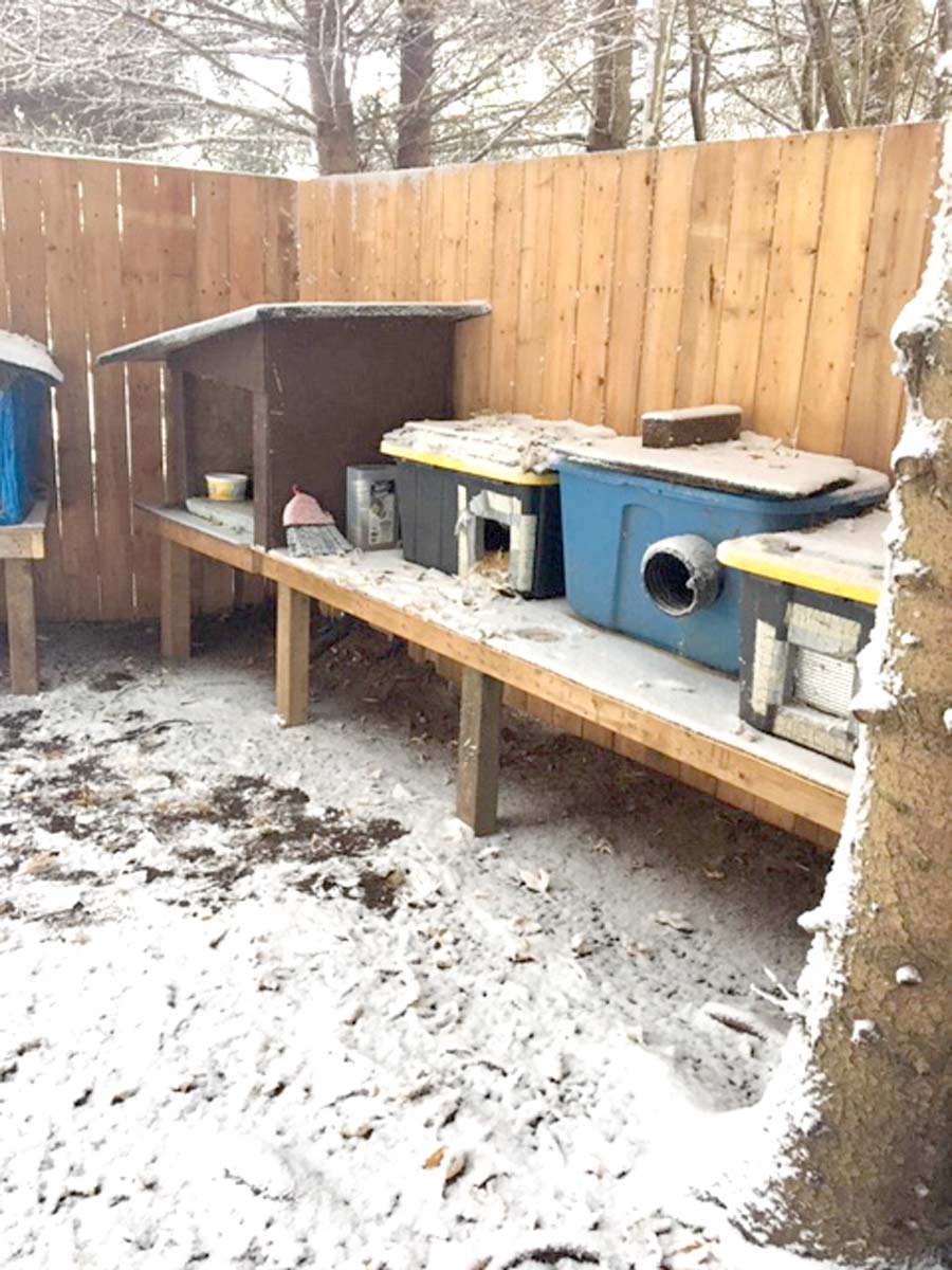 Cat lovers assist with shelter and population control for unwanted, feral felines