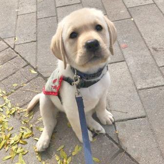 Foster families needed for autism dog training