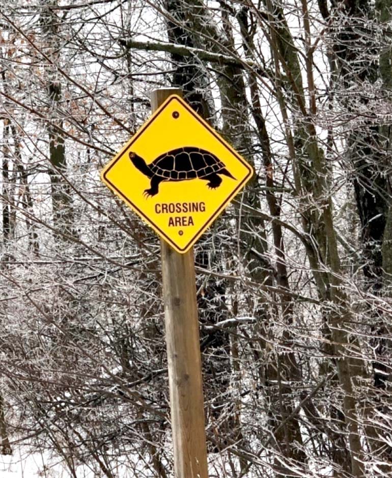 Turtle crossing signs to be  permitted on county roads