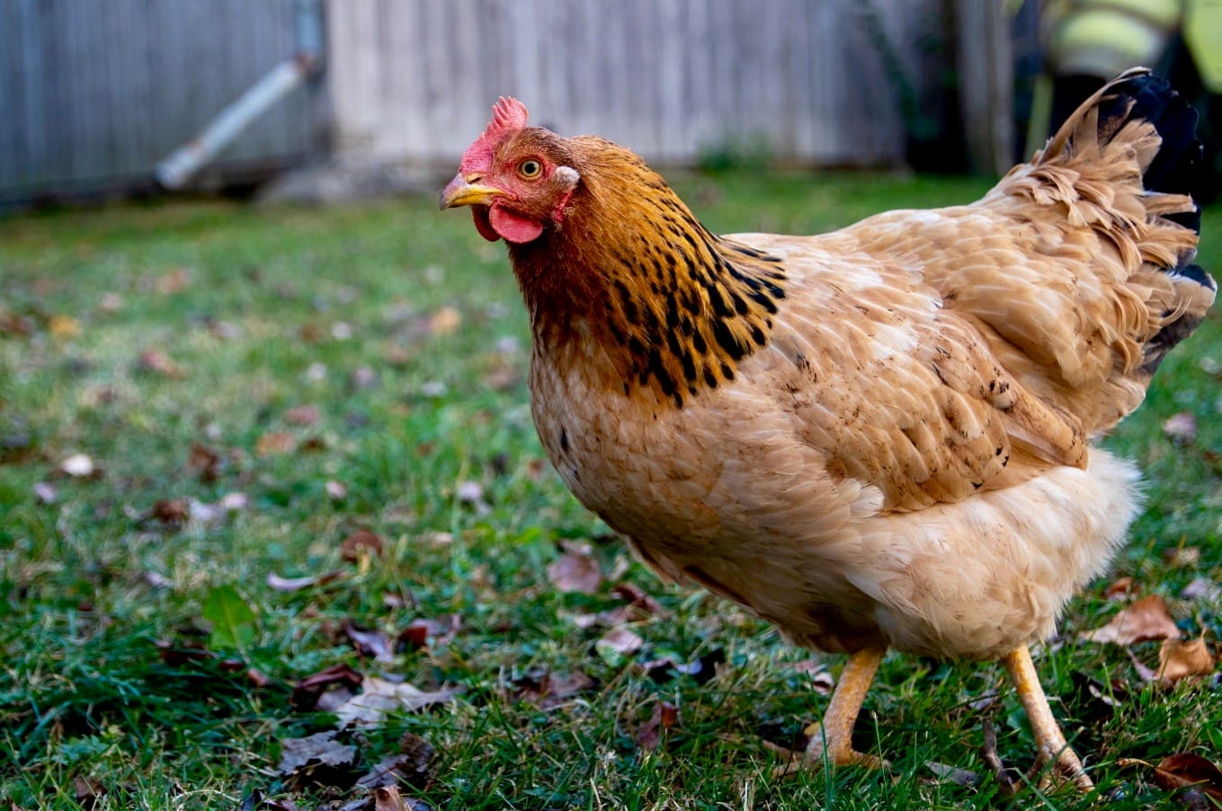 Wellington North councillors not interested in allowing backyard chickens