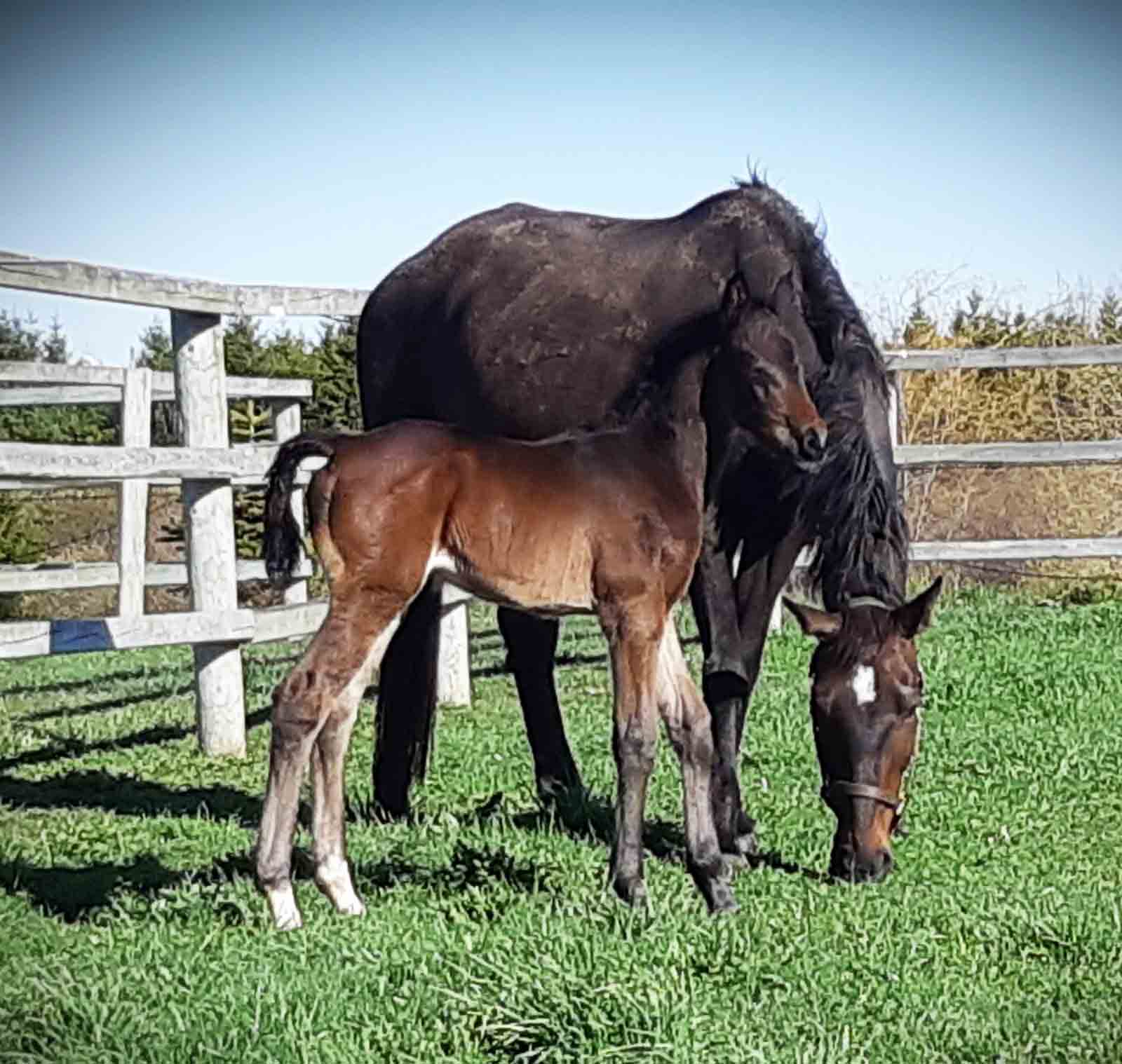 Experts say COVID-19, hot weather impacting horse breeding this year