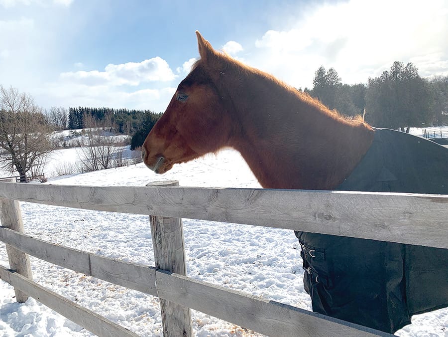 OMAFRA offers support to Ontario equine community