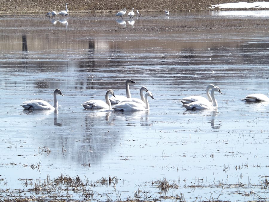 Serene spring scene in Minto