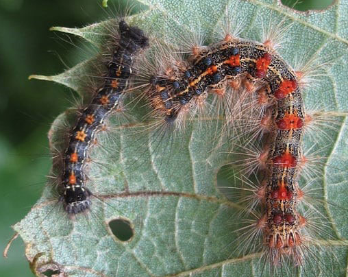 County ponders aerial attack on gypsy moths next year