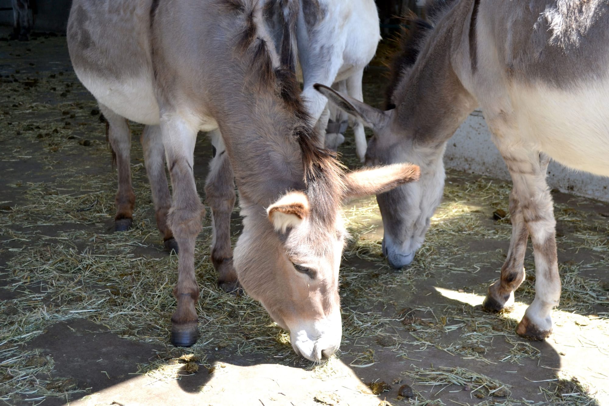 Donkey Sanctuary employees hopeful for reopening, late summer