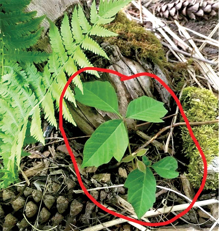 Don’t let poison ivy’s foliage foil you this summer