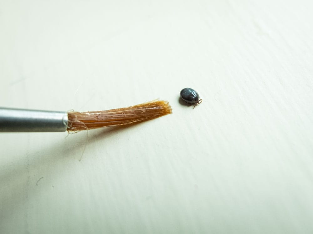 New pilot study contends disease species could be transferred from deer ticks to humans