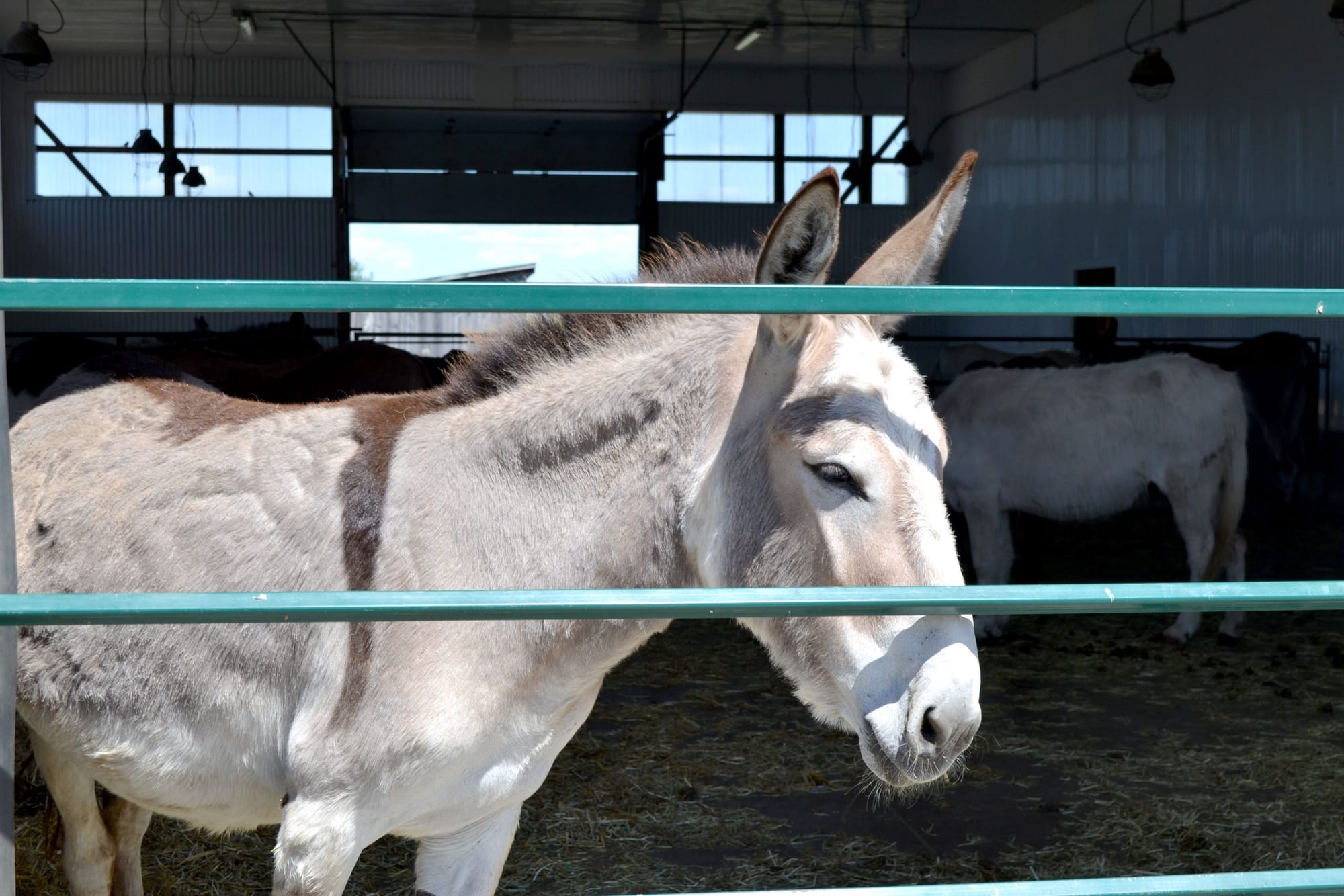 Donkey sanctuary opens gates to public for first time in 17 months