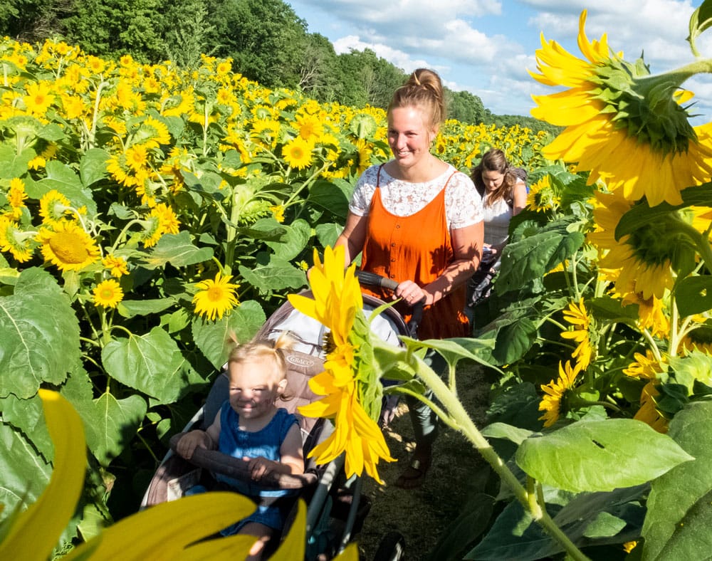 Shine Your Light Sunflower Tour a shining success