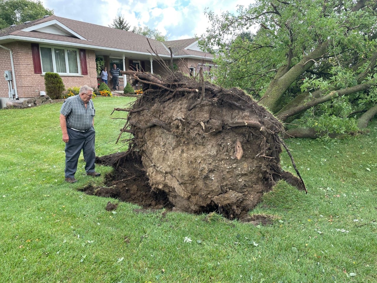 Large trees downed by storm in Mount Forest area