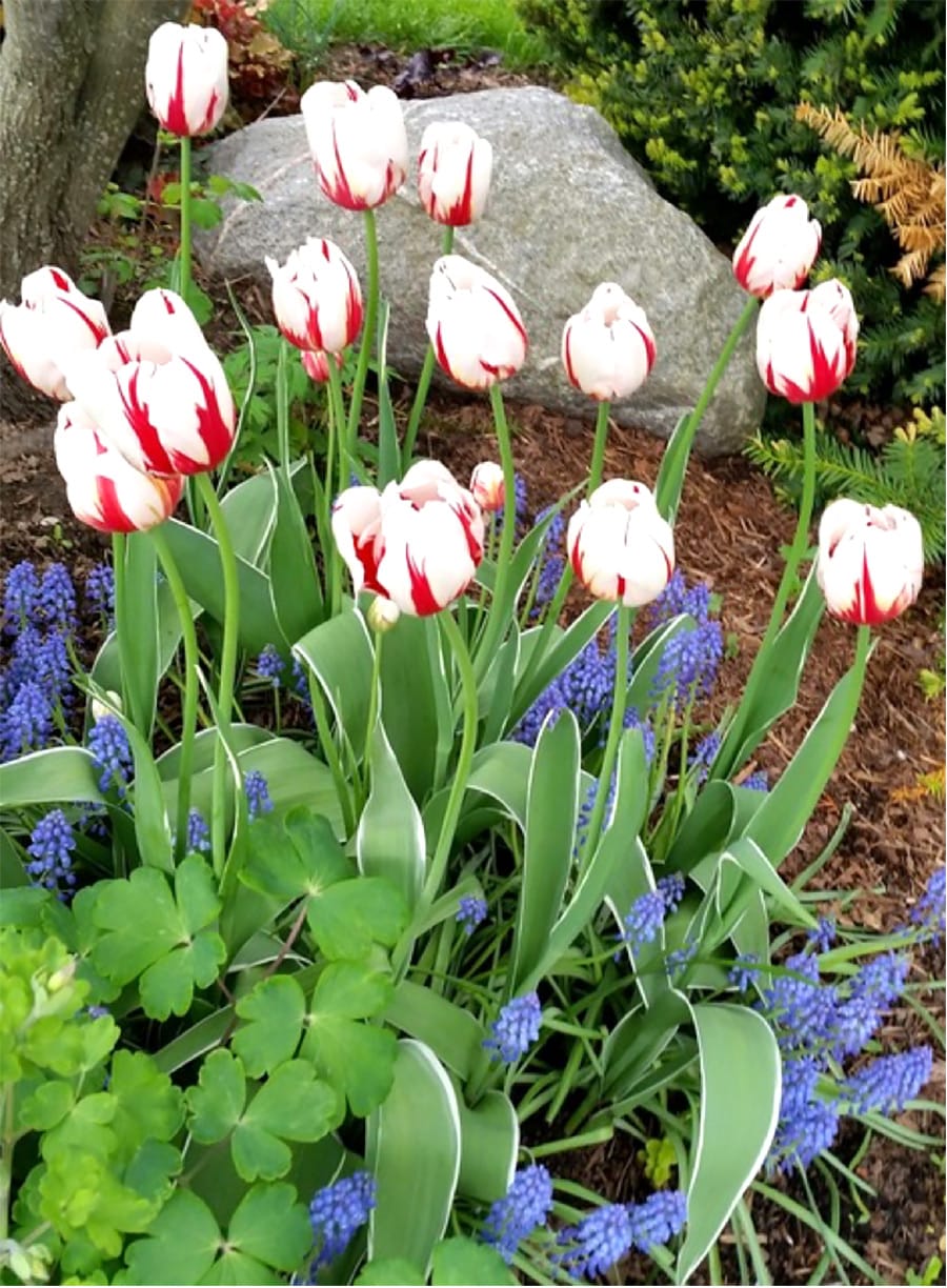 Plant bulbs now for spring flowers