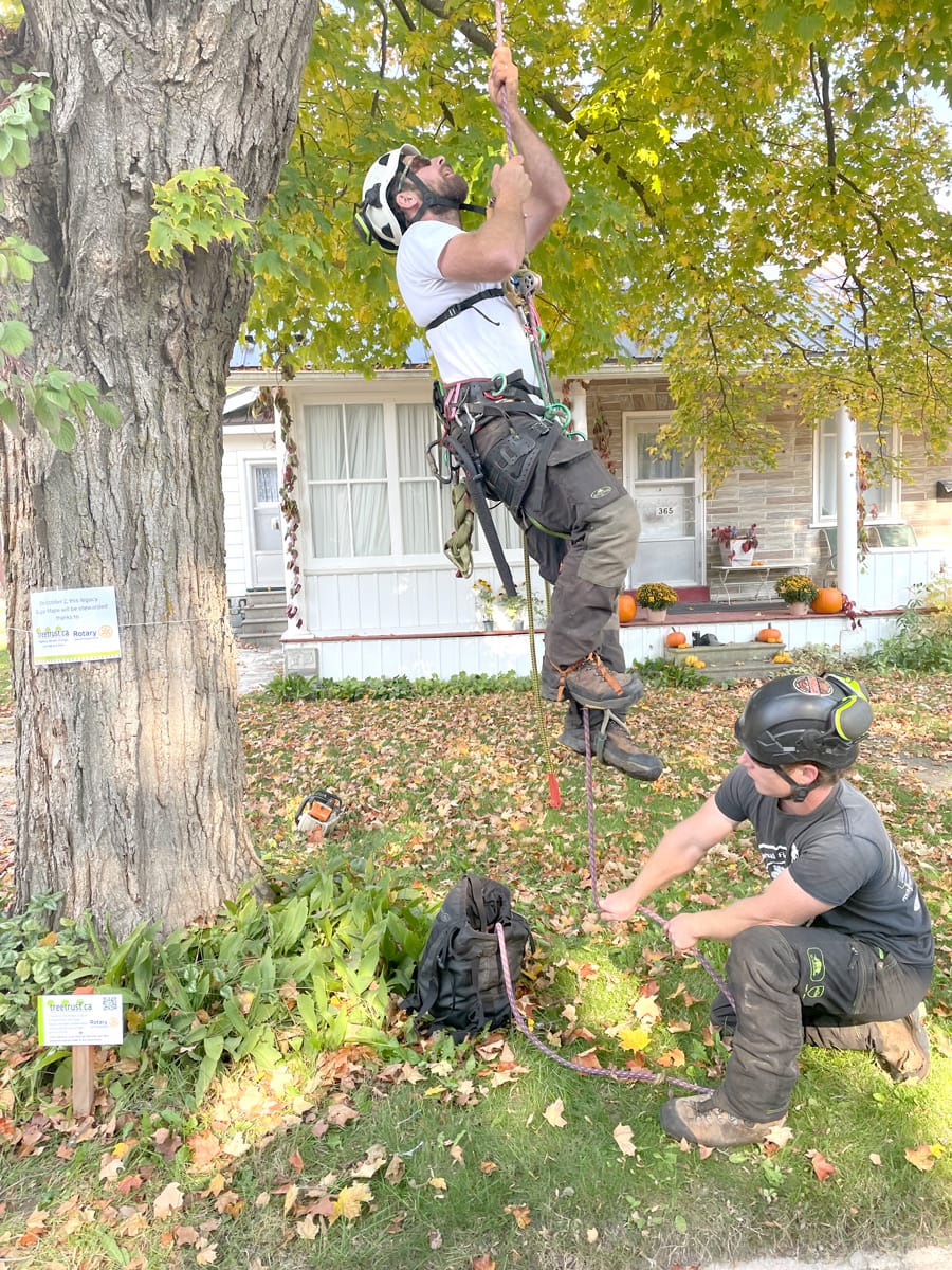 Tree Trust celebrates preservation of legacy sugar maple in Fergus
