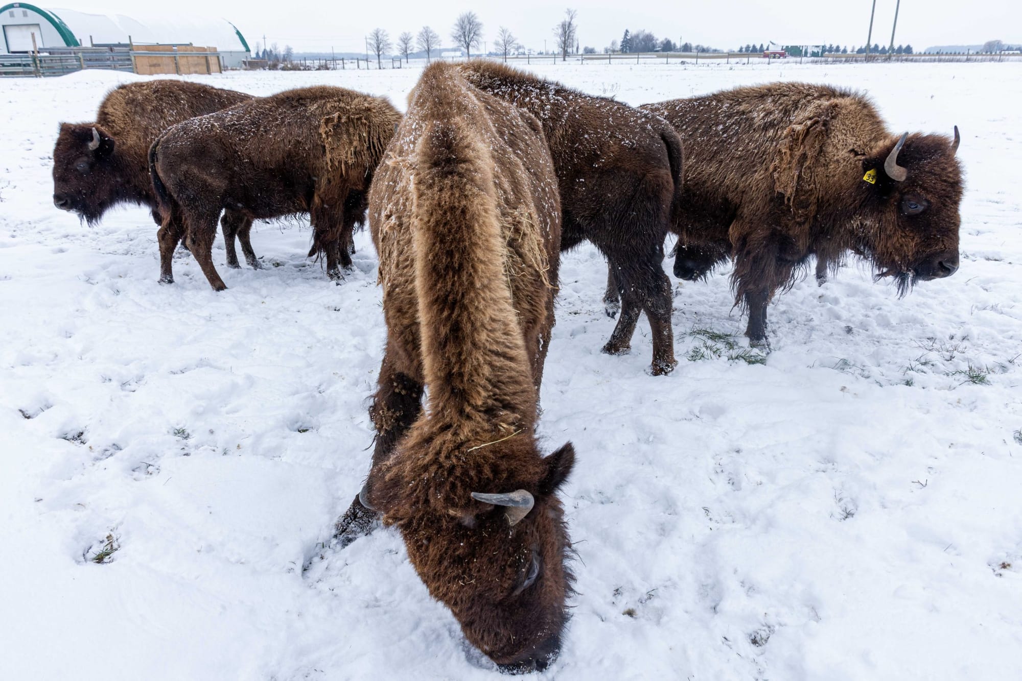Northwind Bison in Mapleton is where the buffalo roam