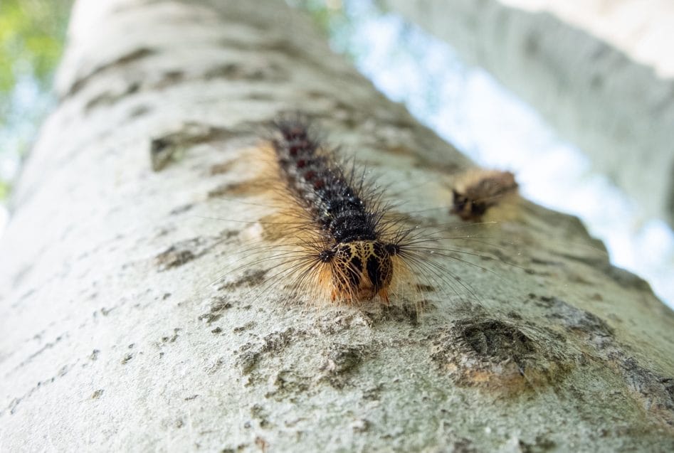 County staff provide information on managing harmful moth infestations