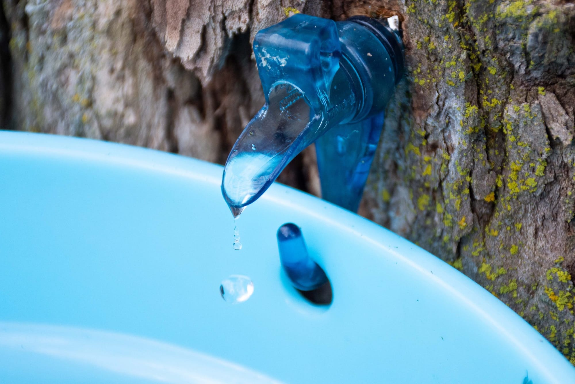 ‘One drop at a time’: Sweet season for Wellington sugar shacks