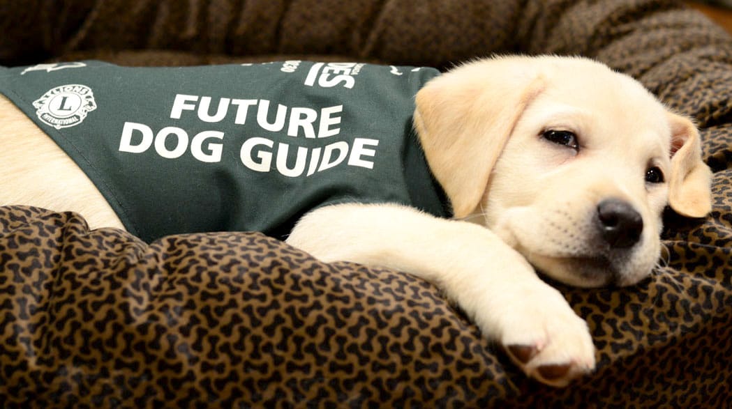 ‘There are people out there who need help’: local Walk for Dog Guides is May 29