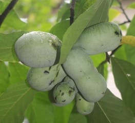 Plant edible native trees/shrubs and enjoy fruits of your labour