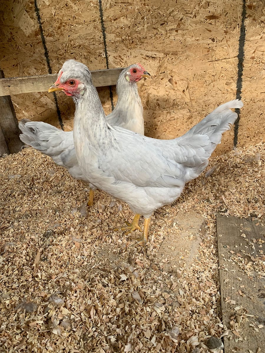 Guelph Humane Society teaching backyard chicken care
