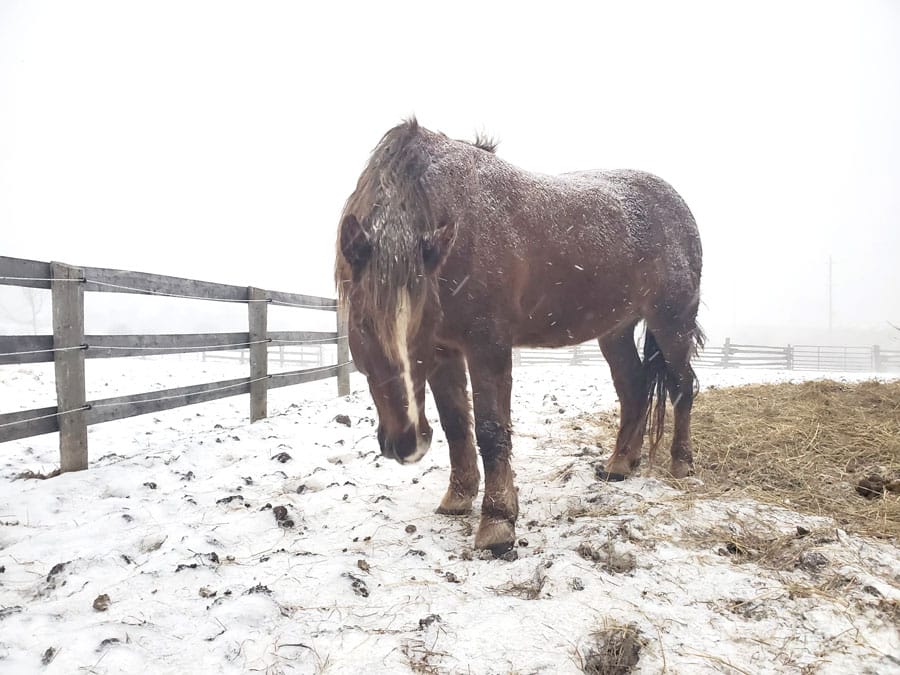 Equine herpes virus confirmed in Waterloo Region