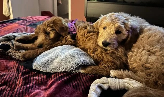 Mapleton Township threatens fines for local farmer selling puppies