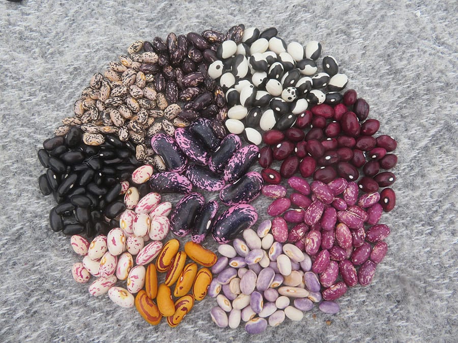 Erin’s Seedy Saturday set for March 11