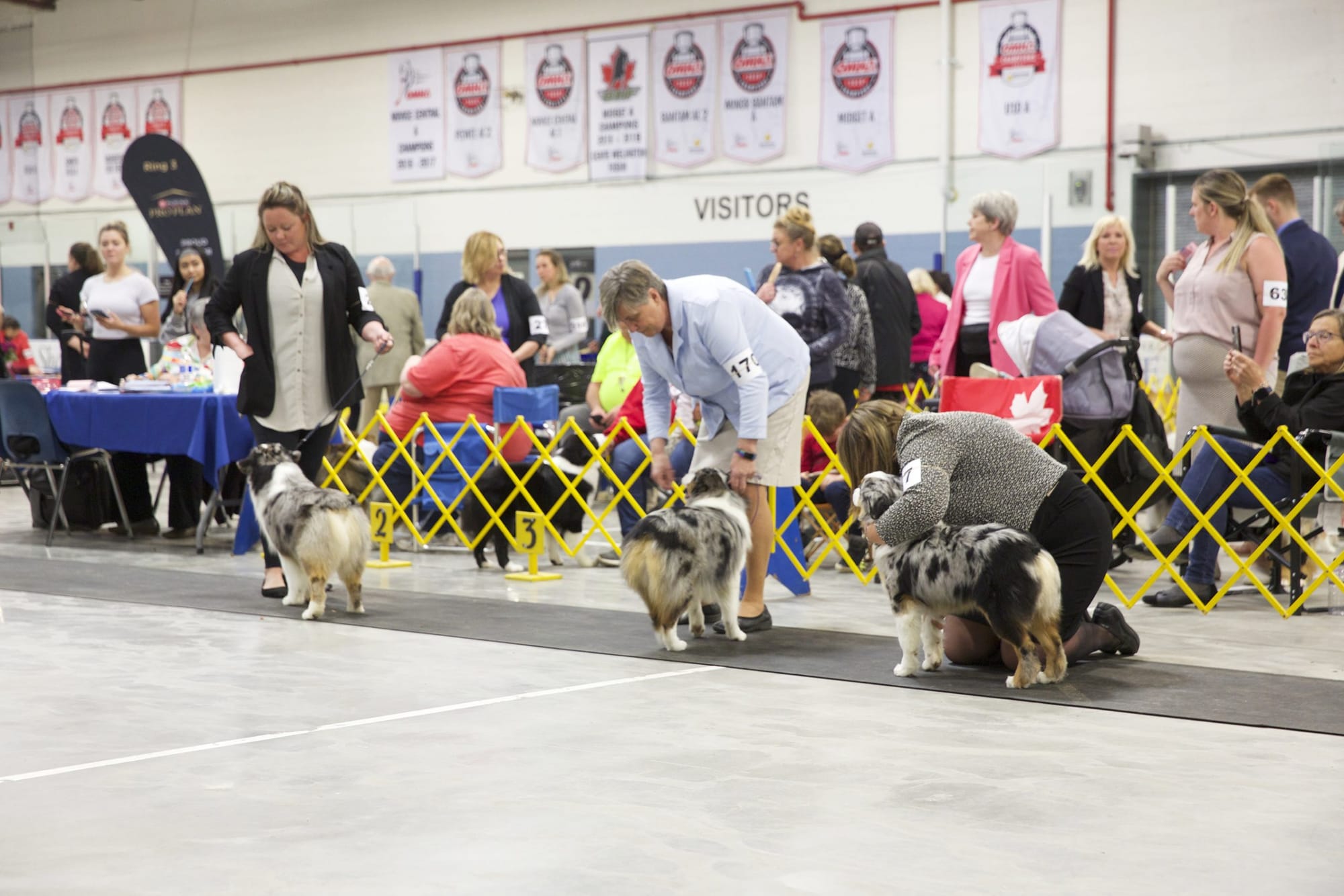 Guelph and District dog show draws crowds to Fergus