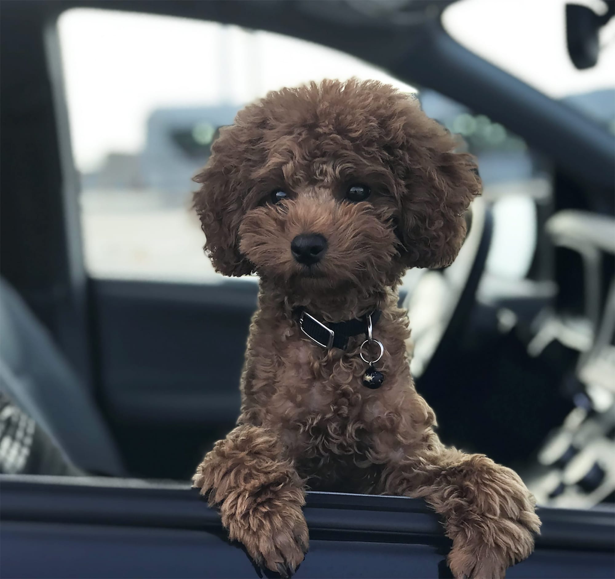 Seasonal health risks for dogs - what to watch out for this spring