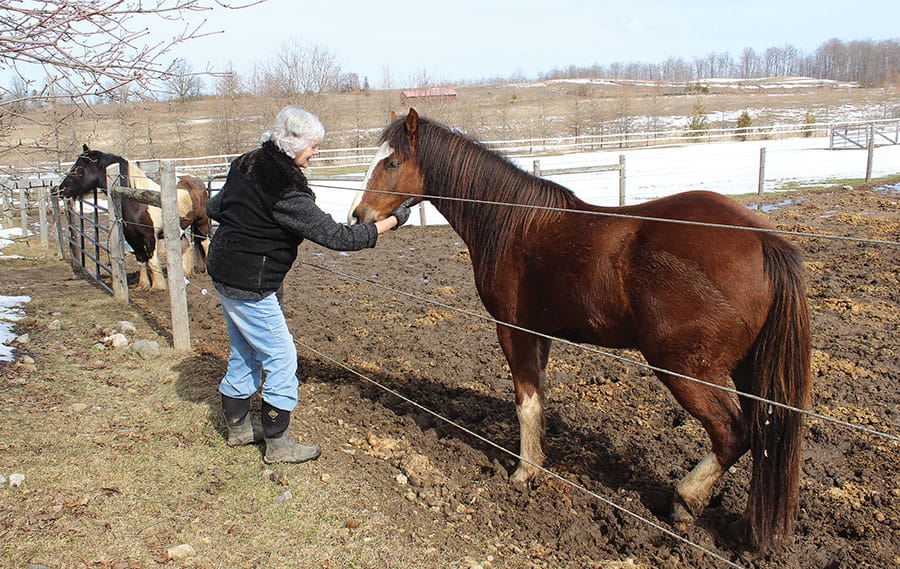 Equine assisted learning helps people feel ‘stable’