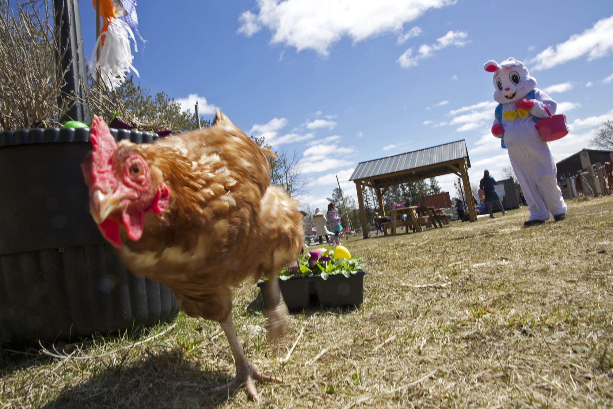 Mimosa Springs Alpacas hosts Easter egg hunt and farm tours